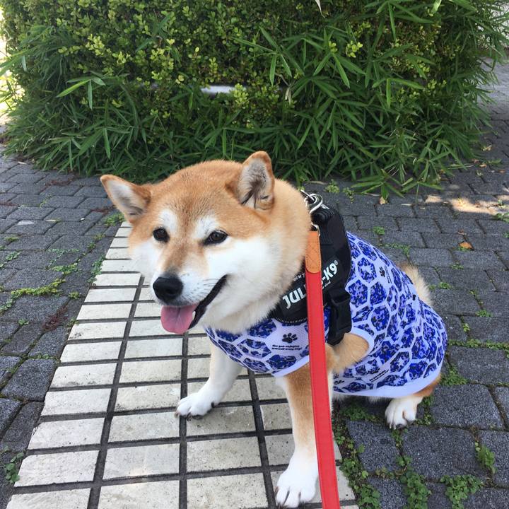 1788a241 77ef 4f08 a096 6014ff0338b0 1592629362440