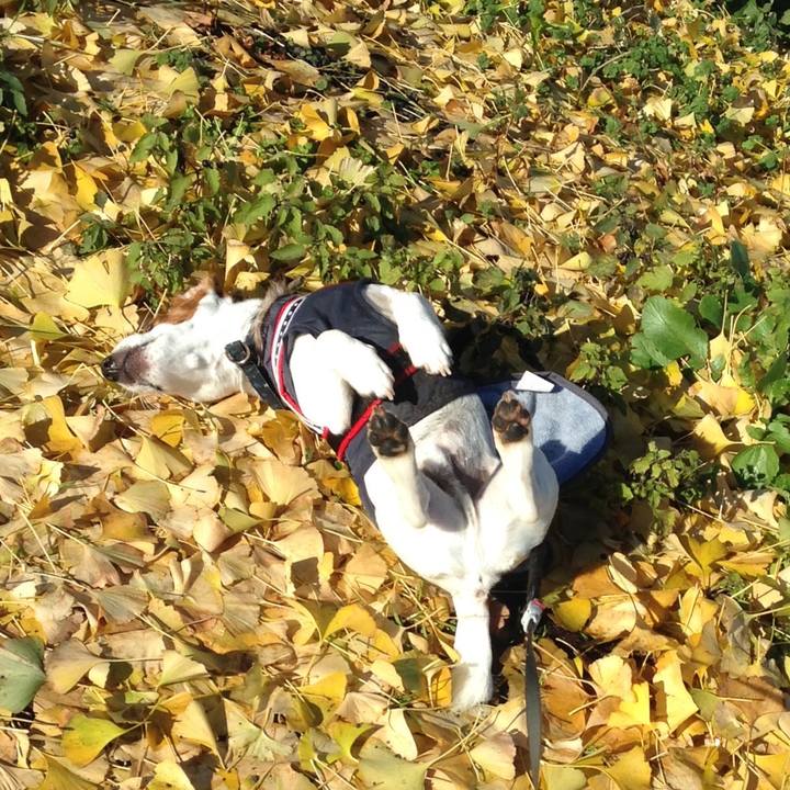 178a80e2 25d9 40d6 8c90 0bd1d2255052 1512809297264