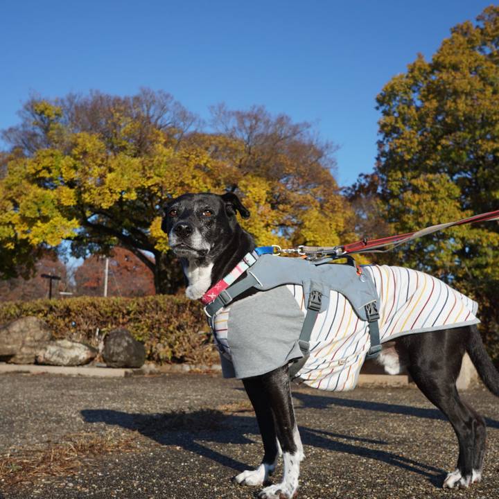 178bad46 98bf 4521 a26d bcff82444152 1764118828646