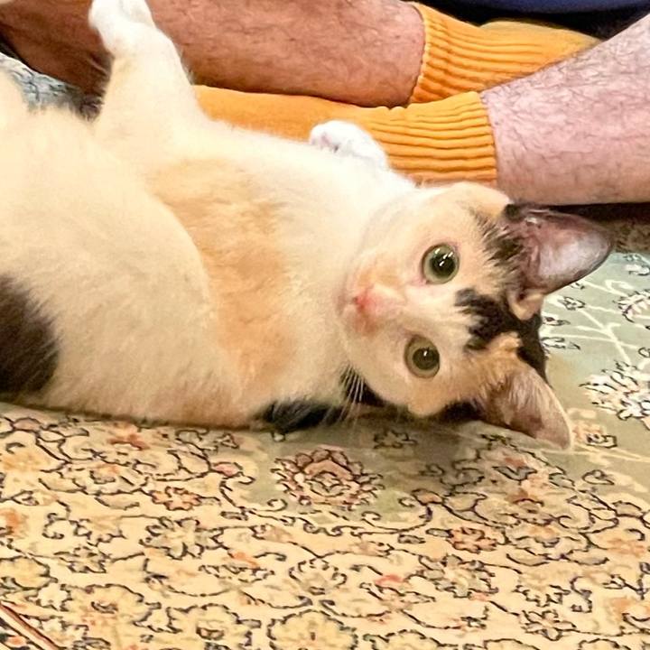 178c984f 871d 40c6 9c72 013798d714b4 1755786456772