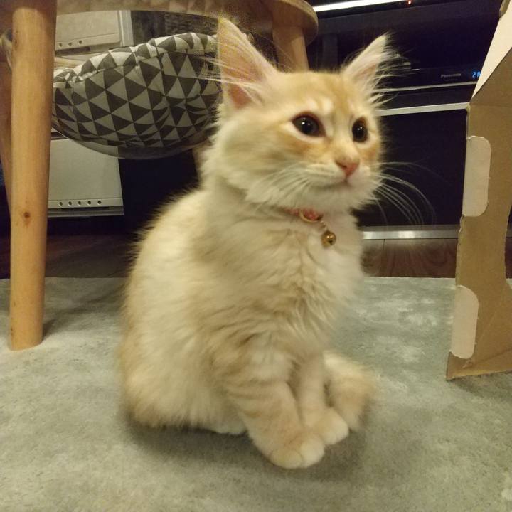 178f2eb6 b536 4bcf ad32 a4f1109ee518 1605012632687