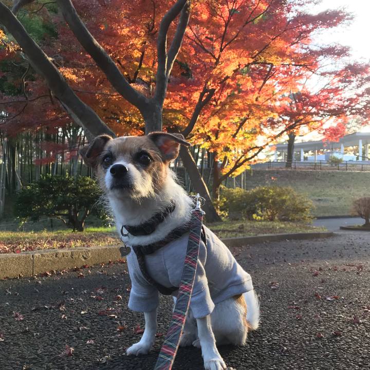 17903196 d2fb 4fe1 920c dc4b92572187 1543911809455