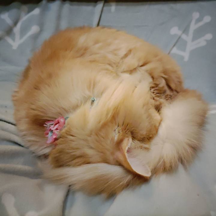 17910406 a123 42b0 b4ff 69dc5dc0e813 1672477143337