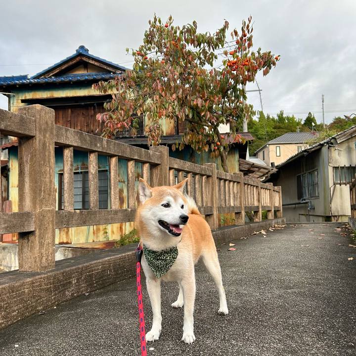 17945798 1306 4bf0 83c5 1c807b039793 1730101069752