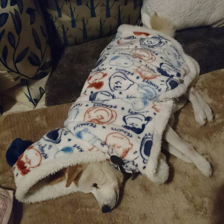 1797034a 2f97 483a b0cc 360819efdb41 1554856821661