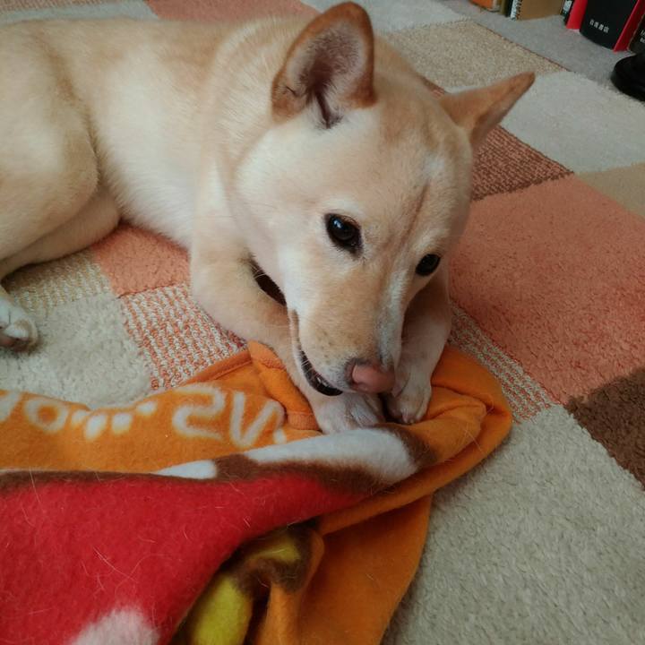 17973a5a 49ac 424a af2f b68fdcf9e6fb 1516764523948