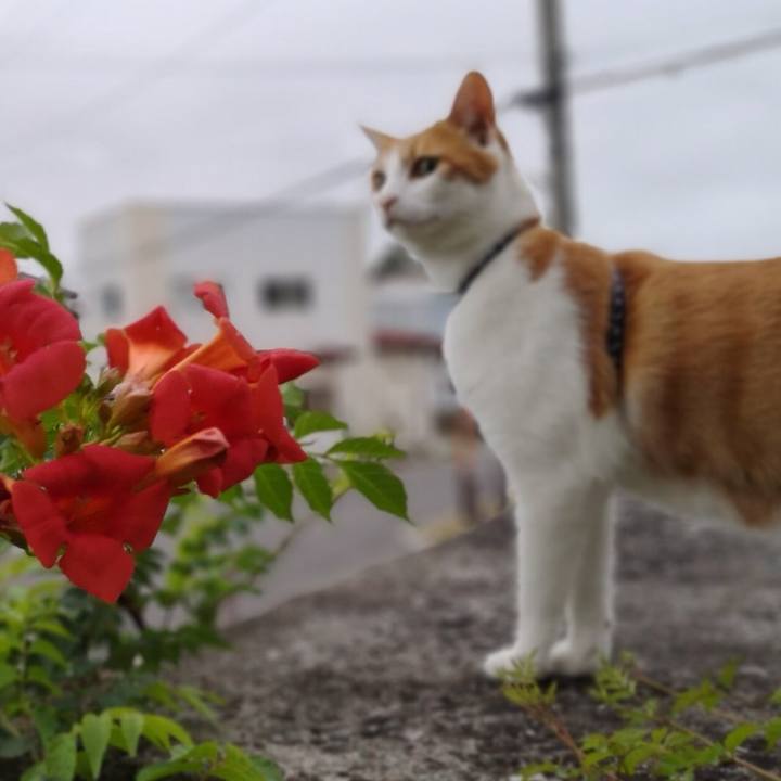 1799123c 7952 43bc a837 34c814e73035 1532868884587