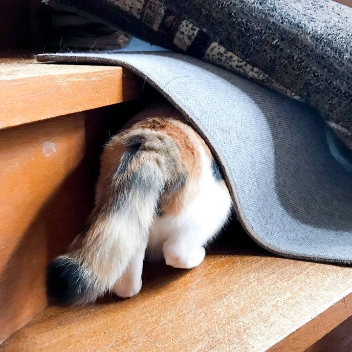 17992363 6177 4bdc 83af 85eba6977893 1532960815780