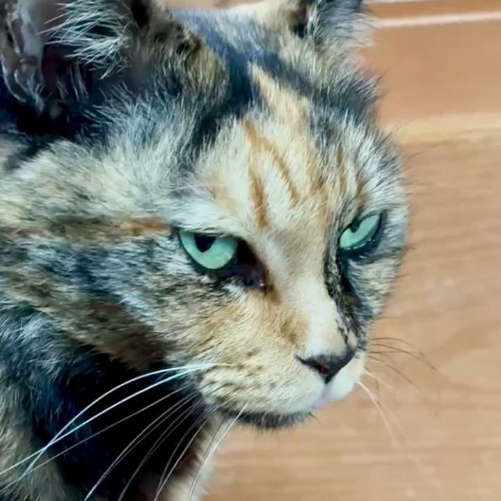 17993bf3 9e4e 4af9 bc32 aa370aad9732 1762592334209