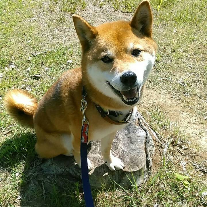 179bb7f0 3679 4341 bab9 6a23e28b6194 1558052886825