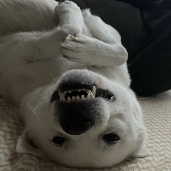 179cc9a2 2523 4800 9b25 72ad7694e04d 1636259248758