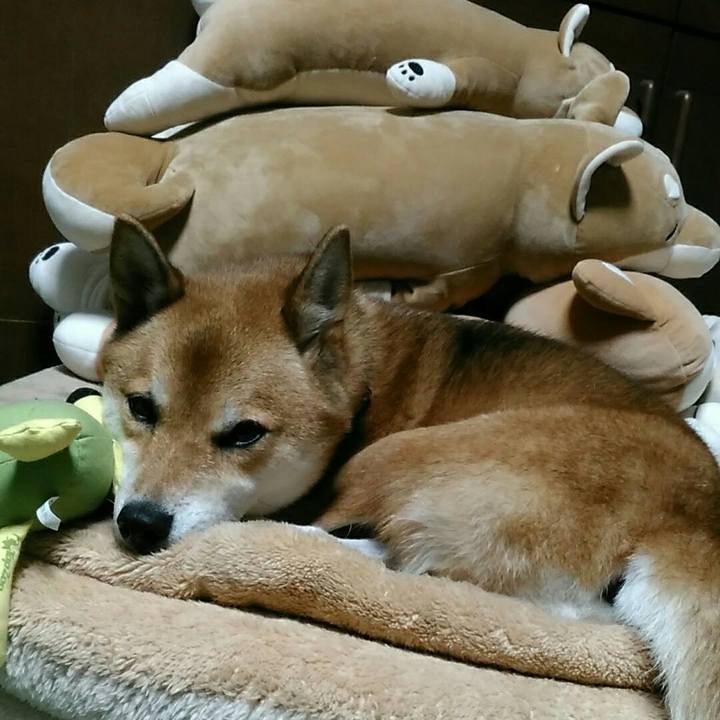 17a33ae7 130f 49cb 9f23 d79d831306e7 1539247699060