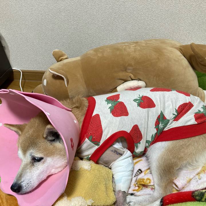 17a39938 3b76 46fa 8137 93bf3d436768 1637838871432