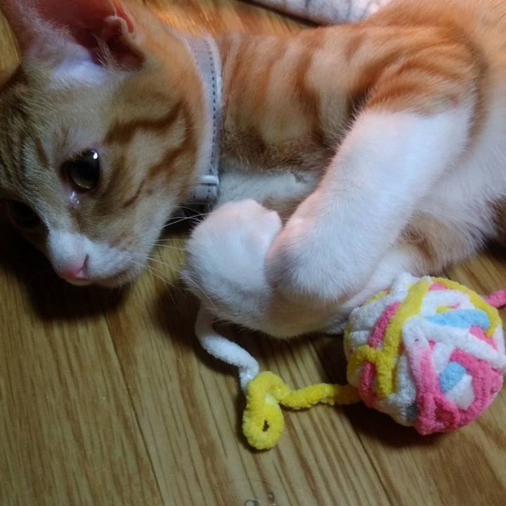 17a43c52 73cb 4d37 8033 31cee8025908 1545480532969