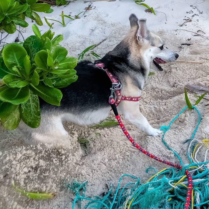 17a69565 046f 4693 8c65 9c261b910f86 1516017768389