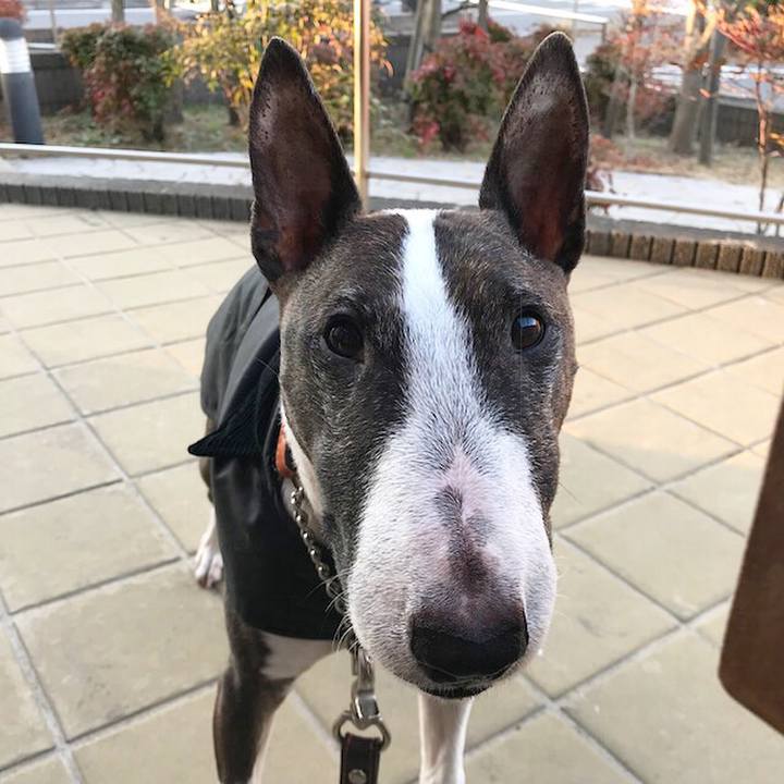 17a6ec65 de96 4362 b947 237e7ae5f5f0 1513580329948