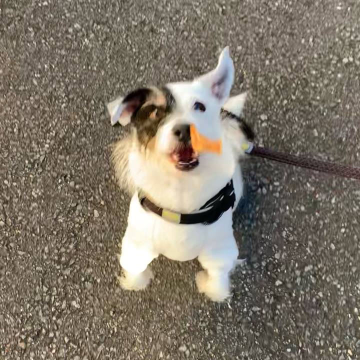 17a81b6c 28b3 487f ac7a 98367cb449f0 1733785846371