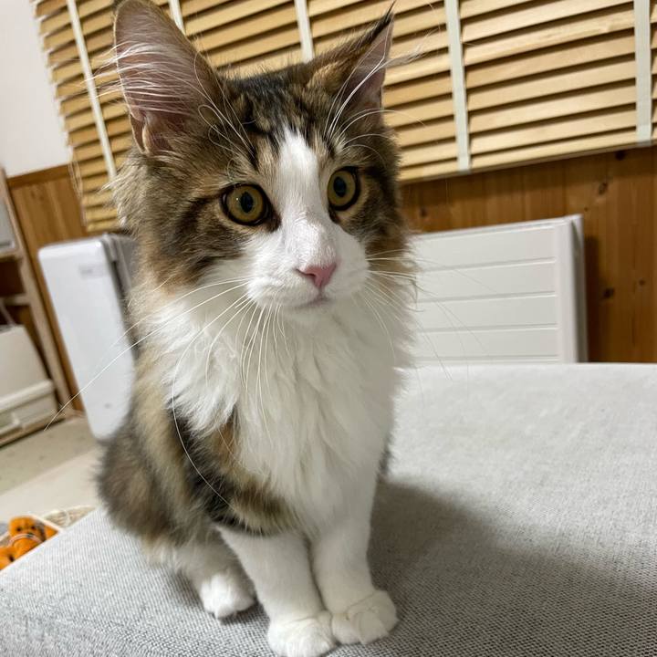 17ad8638 0d6c 4660 8ccc 5b507e142902 1636885206212