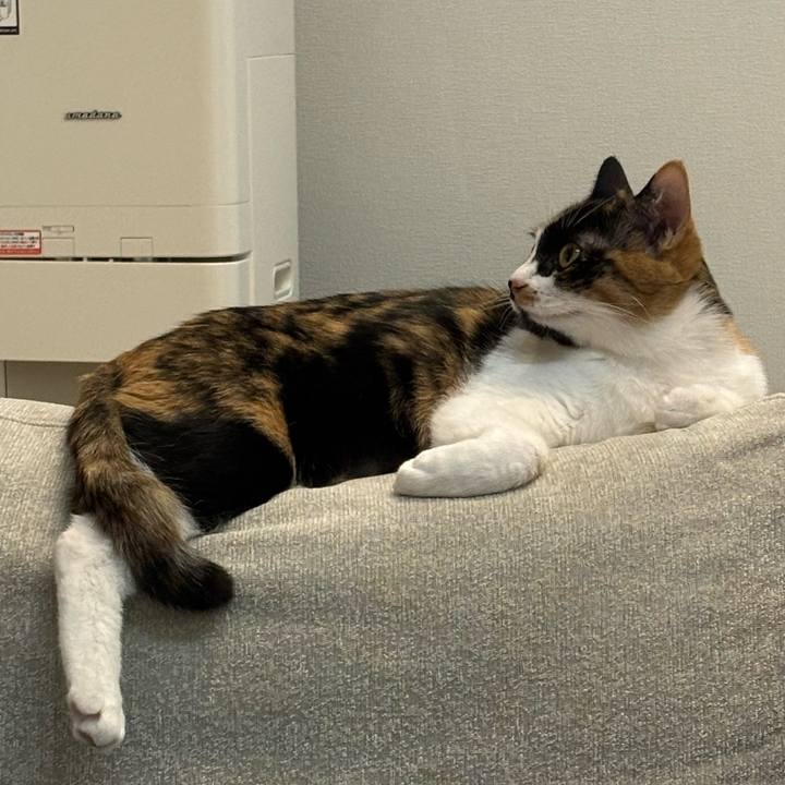 17b01f1c 0d7b 40fe 88c3 45b20ebcdd03 1770970733776