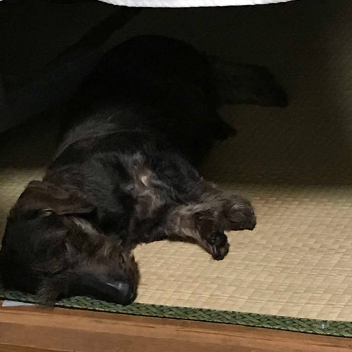 17b12544 4d77 4ee0 9a10 6ffb4c8400c0 1528126327172