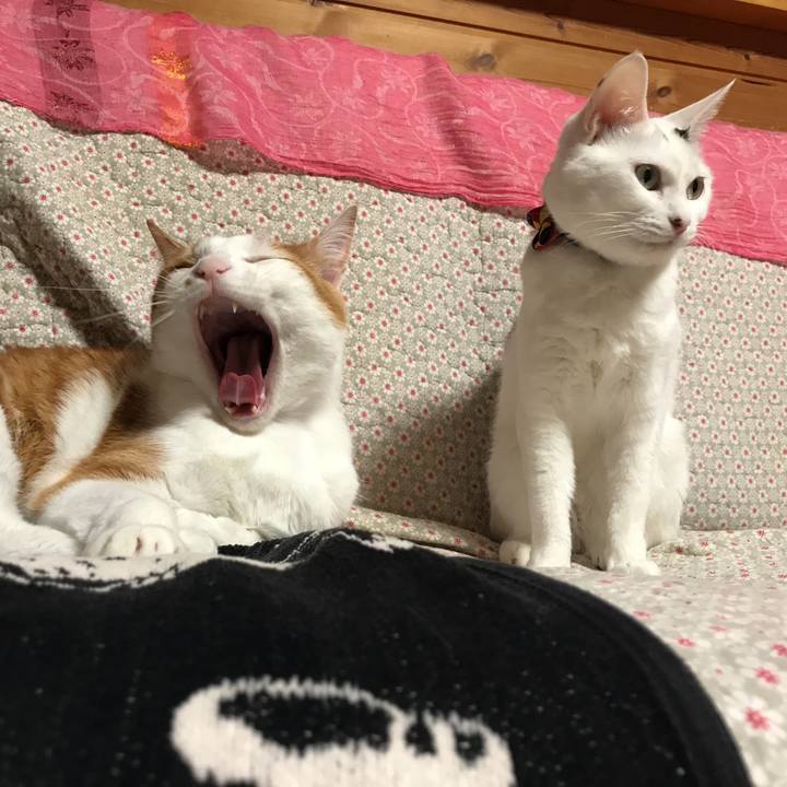 17b292e4 e0c6 4d37 91e1 51943ee02563 1526302763146