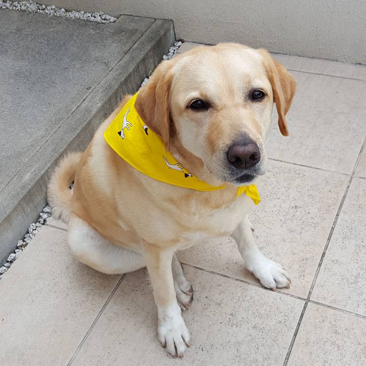 17b36693 bea3 4afc 884e e78bd46bc425 1528420525125