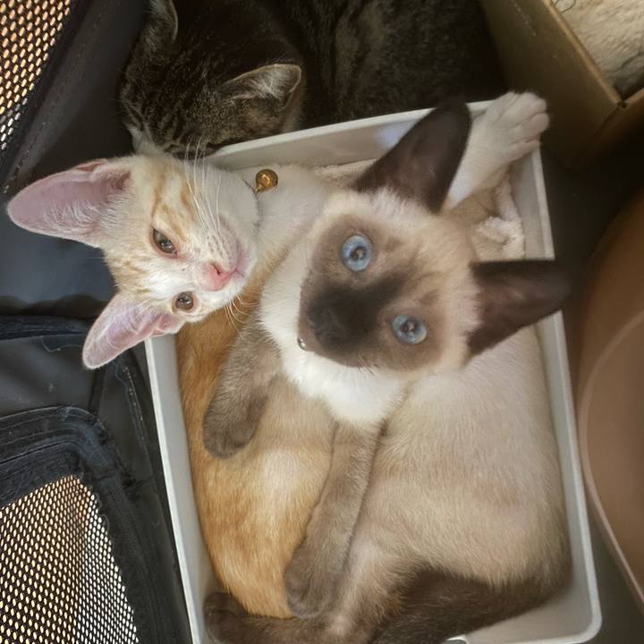 17b36c24 ff94 4507 85b2 40cdb4ad371d 1689481687936