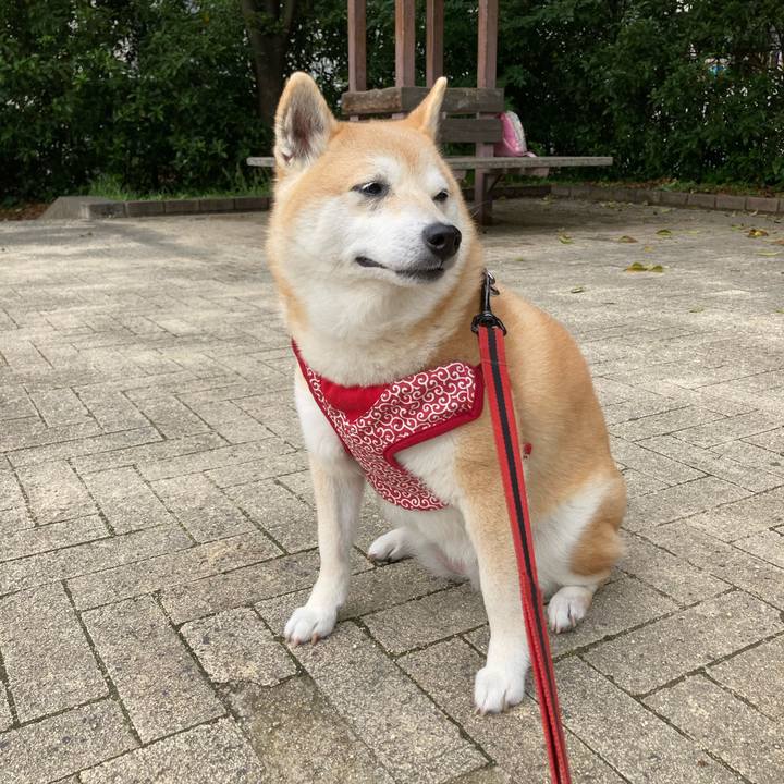 17b45096 fd7a 4fad b871 29d59e1b5931 1621344267209