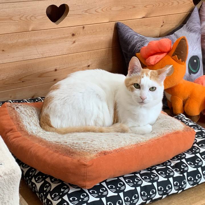 17b62de9 b74b 4996 87cd 15cfbcb5405e 1557463770866