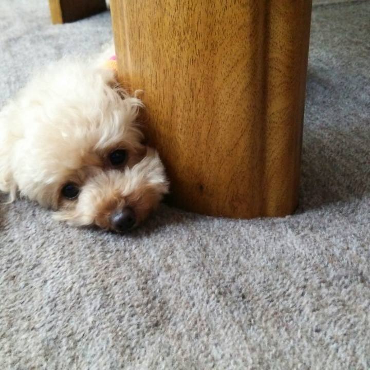 17b937f1 be5d 4856 8f2a cef13181837a 1528528766088