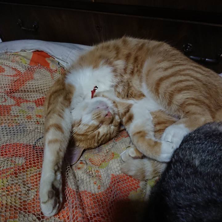 17bc52b1 4ebd 45d1 aac7 5d7d7ff375f0 1572787786279