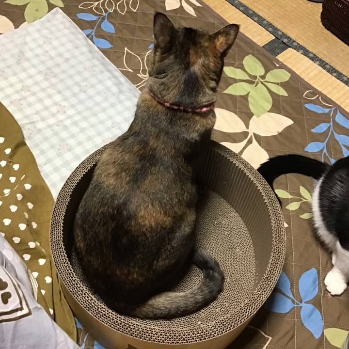 17bf7231 54cc 4396 9674 b09a9227e71b 1734339318461