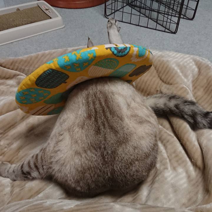 17c04218 5e18 4426 a417 be914532b597 1516113451755