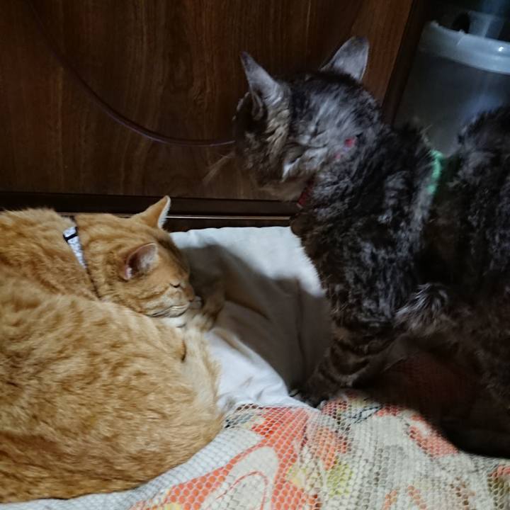 17c0bc53 bb81 4791 85e2 9aac0b987dbd 1587386399764