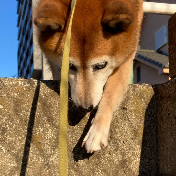 17c2dc00 a246 40f5 b23a f782c02831b3 1700439705941