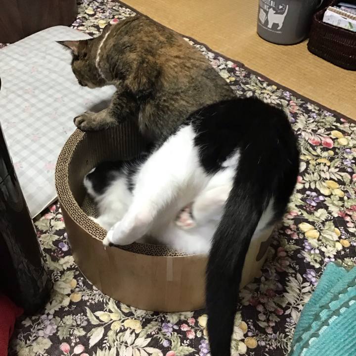 17c2ec53 6a04 422e 8f6a 45fb59e151fa 1718957888140