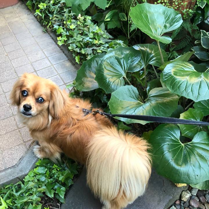 17c3b419 48ea 4035 9c7b 8b89c3edf6a6 1526939106095