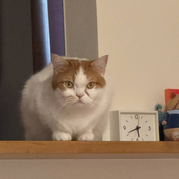 17c42850 8568 4319 ac86 4bdc2962010a 1774686339309