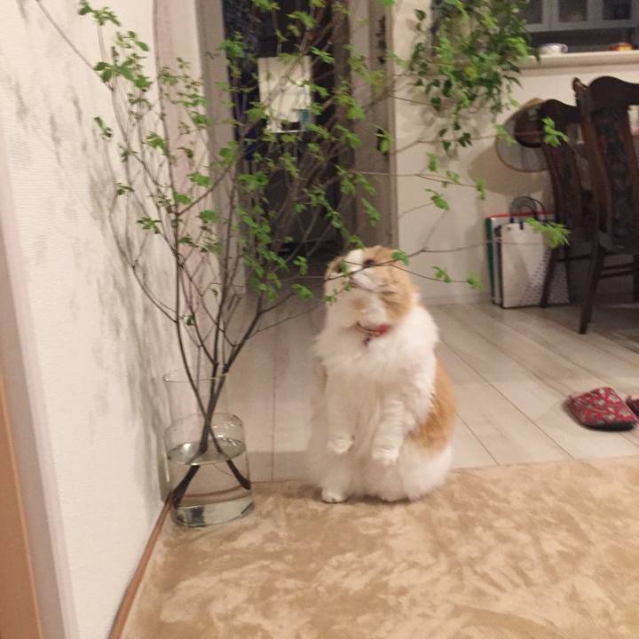 17c68e73 1464 454b a5bb 35257b69343e 1589634611660