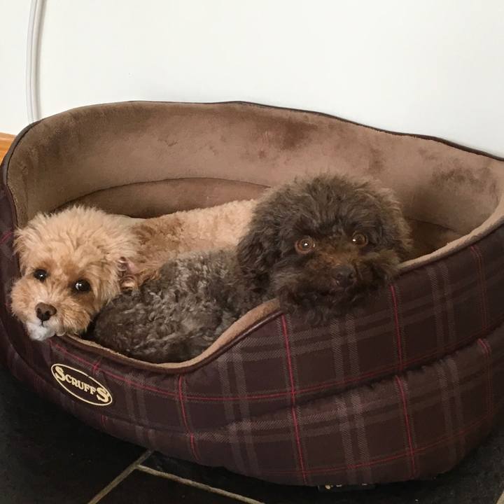 17c77981 6514 4549 b37b 520e2dfd66b5 1524051670405