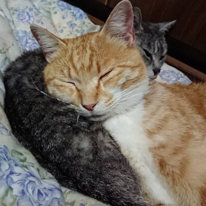 17cd21f0 4014 41fe a01a 5be2651ad149 1589027807268