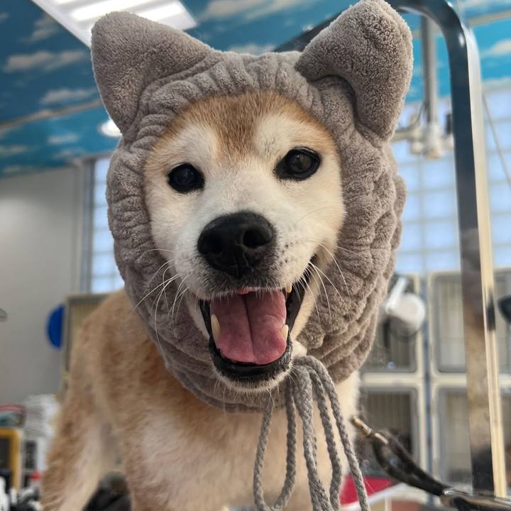 17cd9b18 3d15 4929 860c 6391c6493ffe 1762433437758