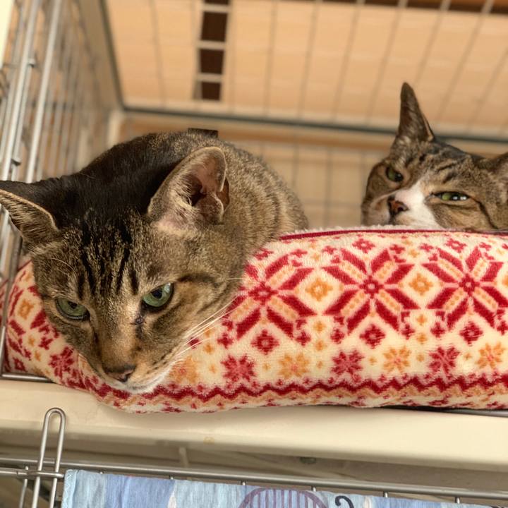 17cfdc21 fe63 4488 9370 baea5c6ac72f 1588899378044