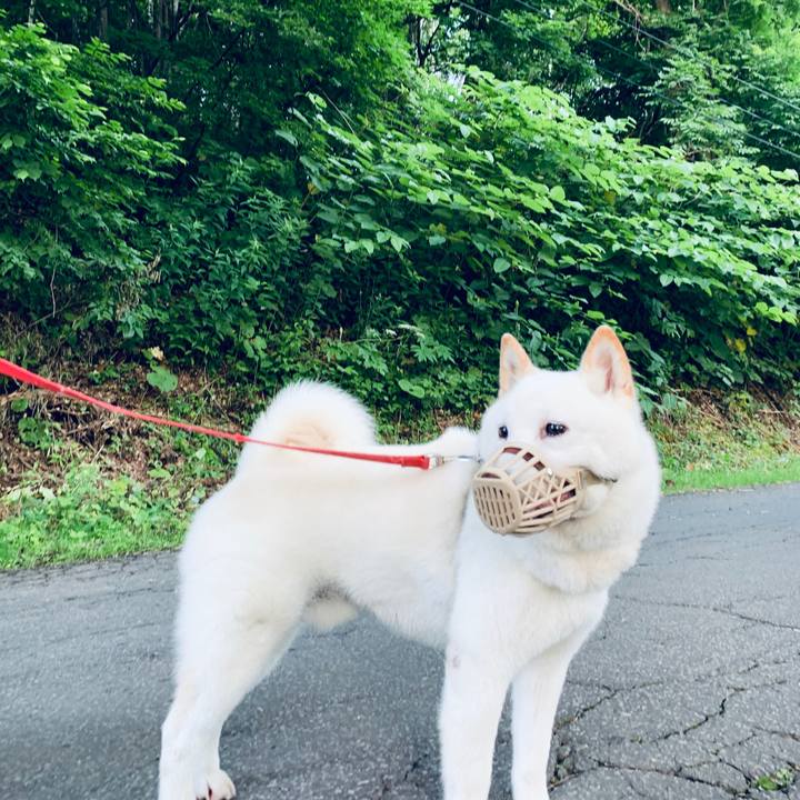 17d0adf6 d4ce 426c 9e05 ce6b5c77f552 1593981196440