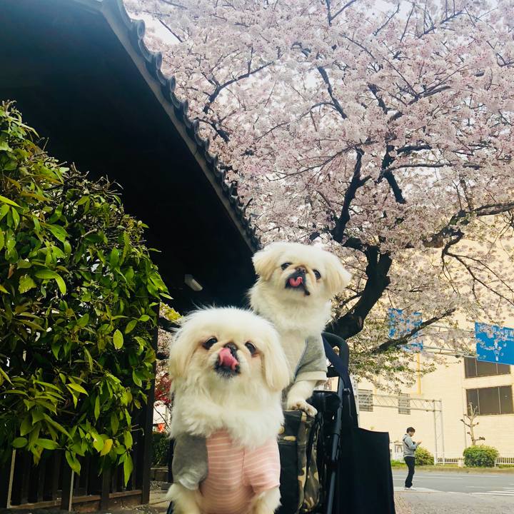 17d435e2 3689 4357 8f2d 42e348cb2892 1554632399822