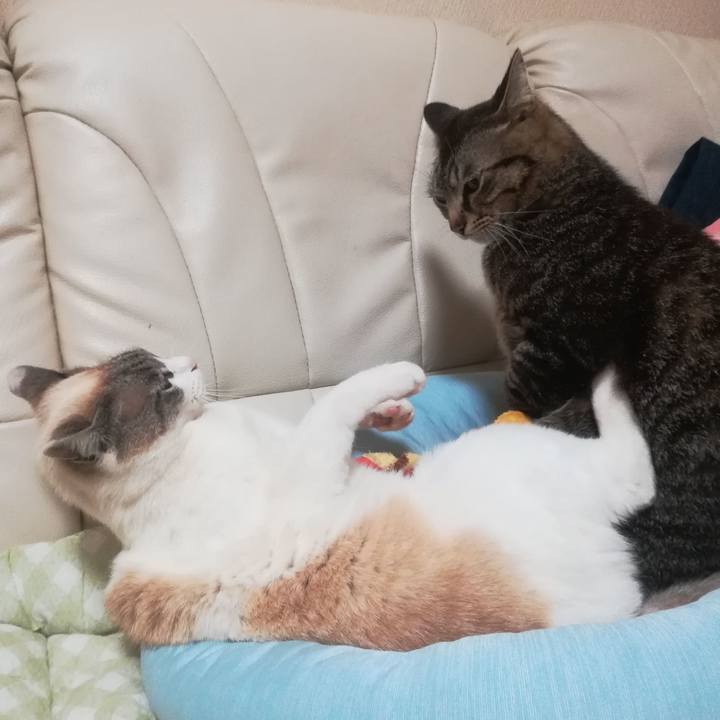 17d4f3bc 3aa3 4ab2 b4c5 6b69dcf72688 1523963072149