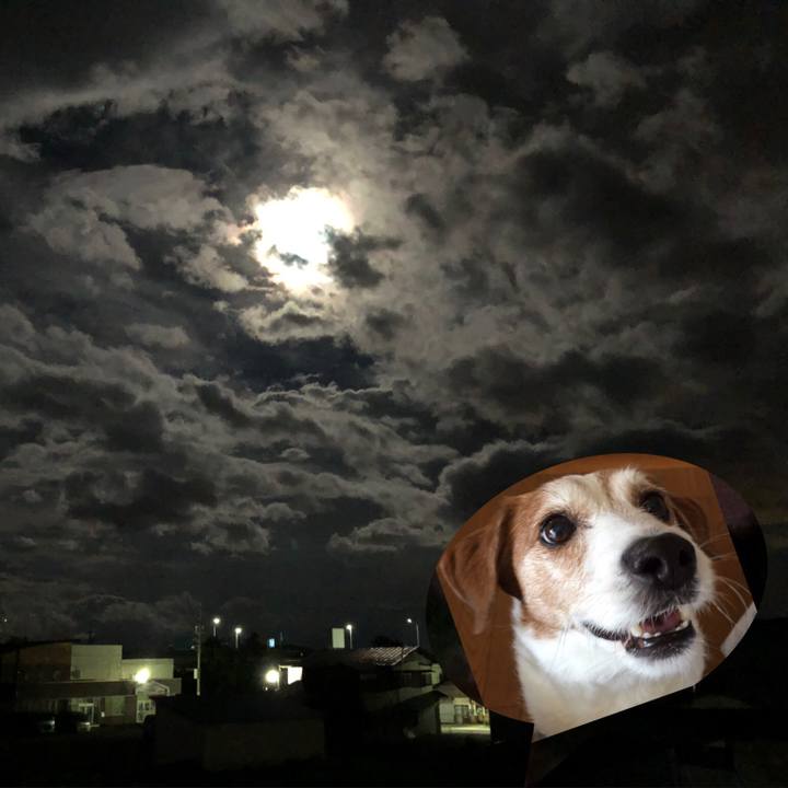 17d66841 079f 4f80 b591 92c3aab1b445 1565873930640