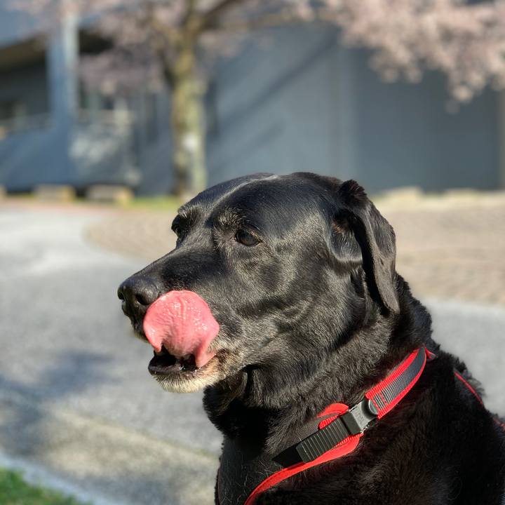 17d678c9 8f23 4bea 9e2c 168571c8b415 1585786779993