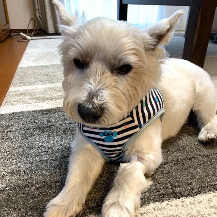 17d6f217 352a 4a8b 845f e9e9d8fad97e 1585651863537