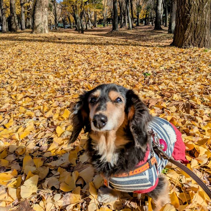 17d84cab 16a1 4647 9228 462da1613349 1733640056813